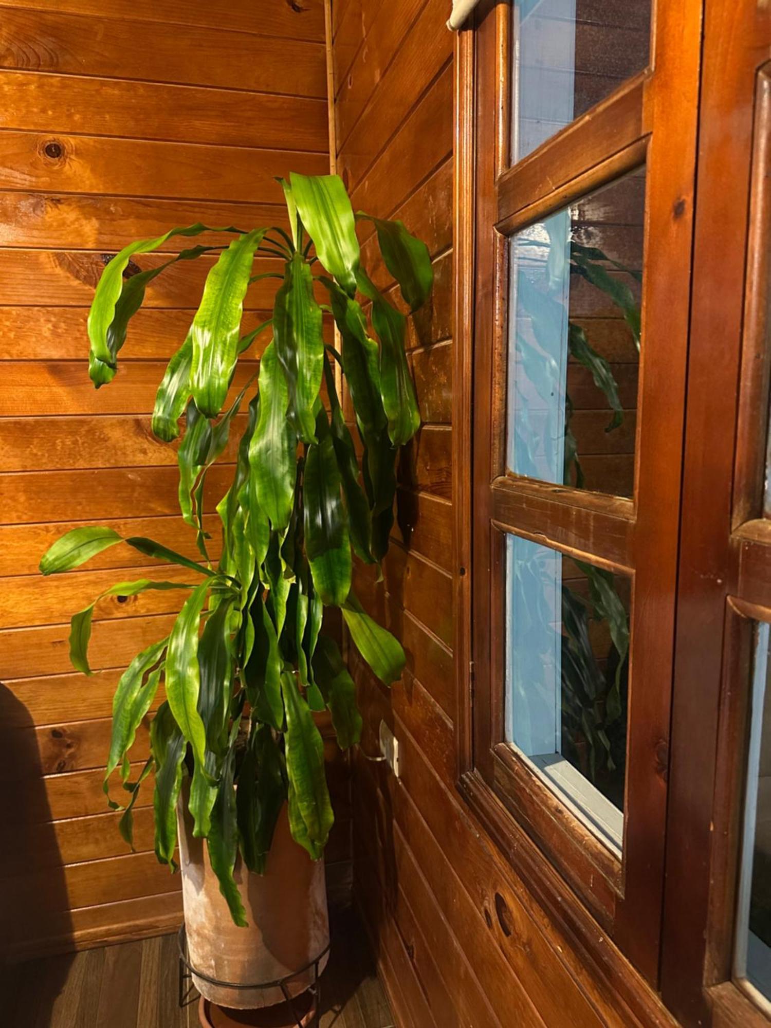 Chalet Dominnycos San Cristobal de las Casas Ngoại thất bức ảnh